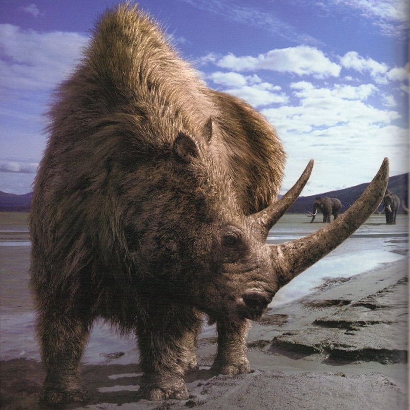 фото носорога вымершего